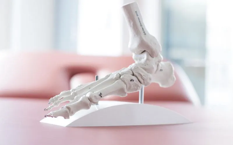 Anatomisches Modell eines Fußskeletts